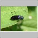 Agrilus cf cyanescens - Prachtkaefer 01.jpg